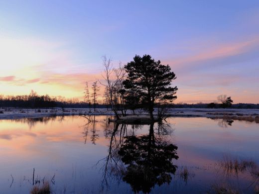 Bomen weerspiegelen in het water van Nationaal Park De Peel, onder een roze en paarse lucht tijdens de zonsondergang.