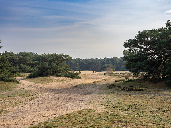 De Boshoverheide