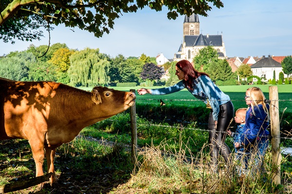 Moeder voert de koe in een weiland nabij Thorn terwijl haar kinderen toekijken