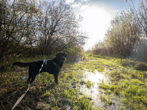 A dog is tied to a leash and looks at you. The low, bright sun is shining, and the ground is wet.