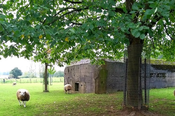 Schapen grazen in het gras bij de bunker uit de Tweede Wereldoorlog die je aandoet tijdens de fietstocht Langs Sporen van WOII