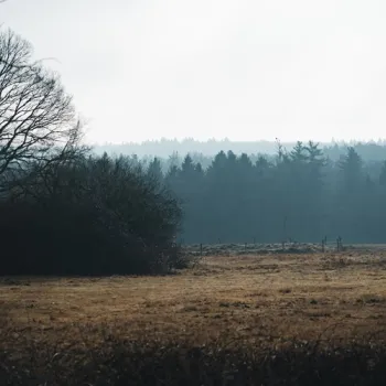 Een open heideveld met bomen en struiken aan de rand van een mistig bos in Nationaal Park De Meinweg.
