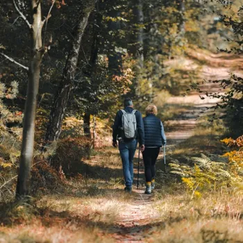 Twee wandelaars lopen over een smal bospad tussen de bomen en goudbruine varens, terwijl het zonlicht door het herfstbos valt.
